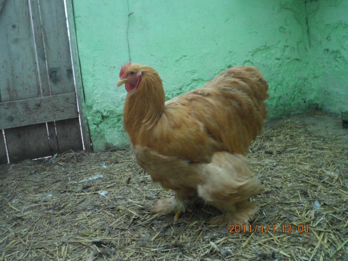 101753025_BJCRJJZ3 - TINERET 2014   2