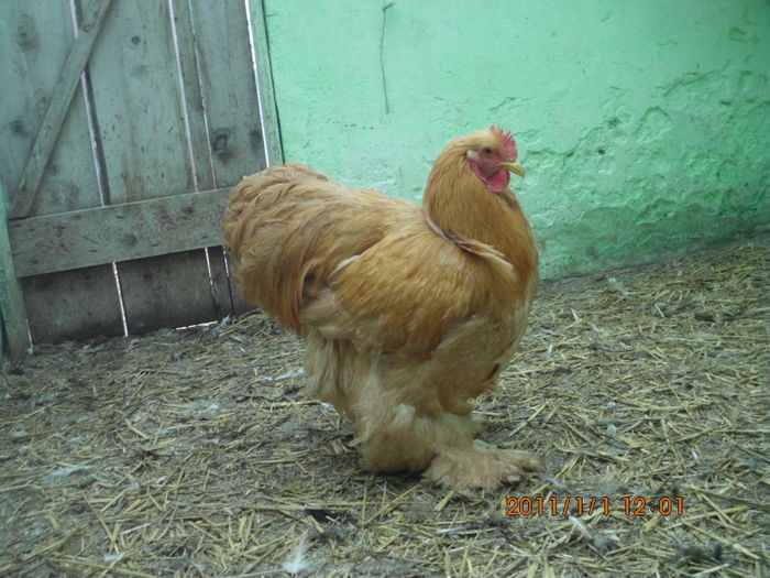 101753044_AHVTBWA3 - TINERET 2014   2