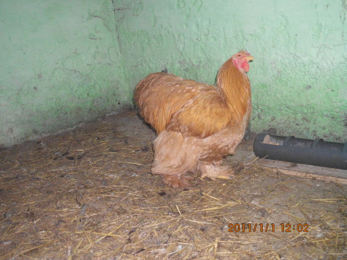 101753158_GQRLLKL - TINERET 2014   2