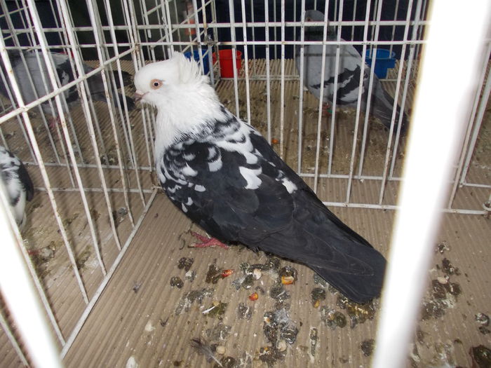 kiallitas kolozsvar 053