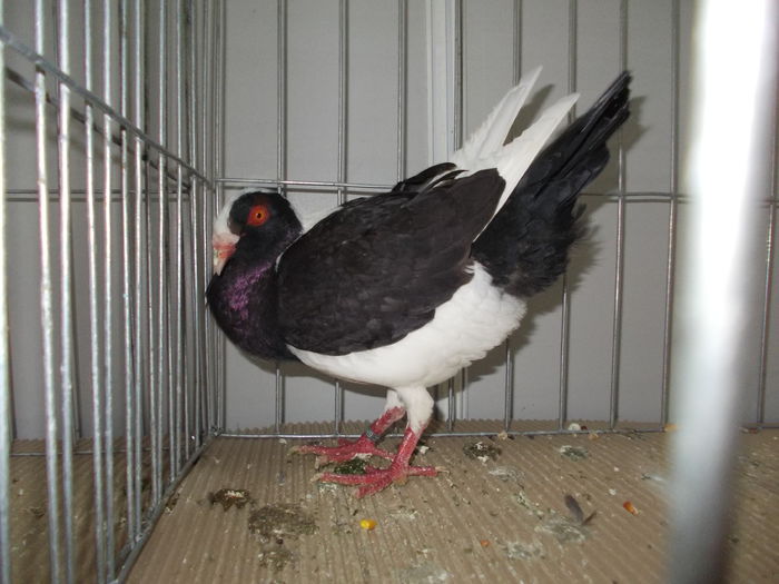 kiallitas kolozsvar 055