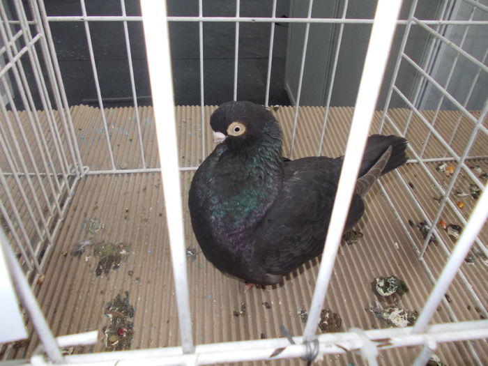 kiallitas kolozsvar 057