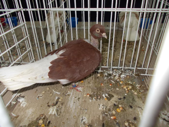 kiallitas kolozsvar 058