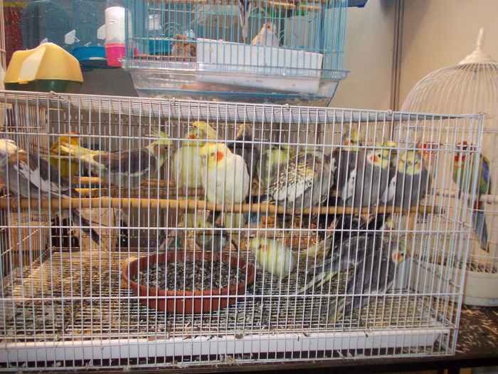 kiallitas kolozsvar 059