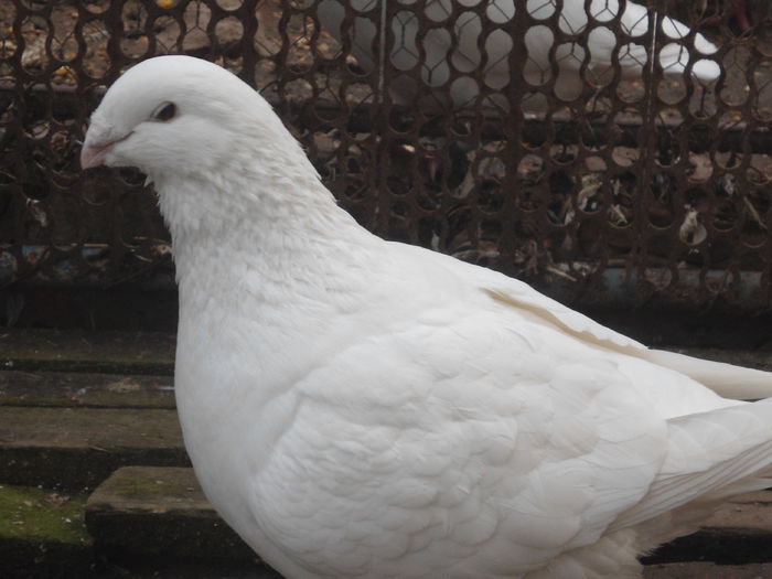 DSC07387 - 4-Poze Suplimentare AGH