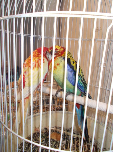 kiallitas kolozsvar 060