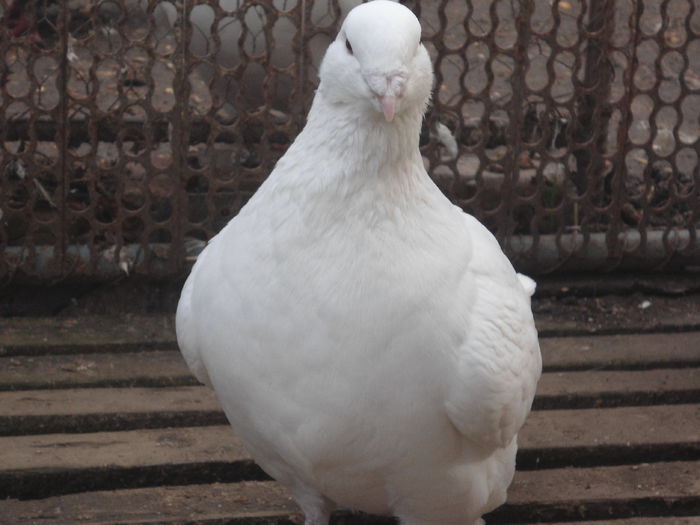 DSC07389 - 4-Poze Suplimentare AGH