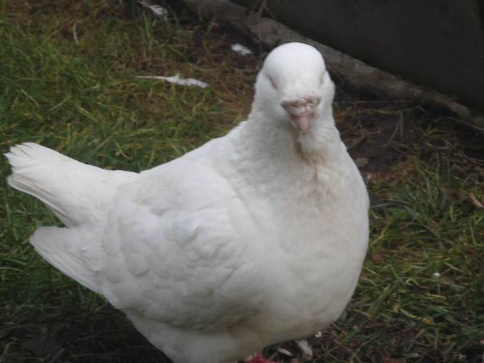 DSC07395 - 4-Poze Suplimentare AGH