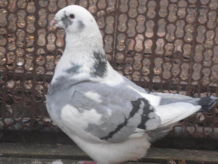 DSC07399 - 4-Poze Suplimentare AGH