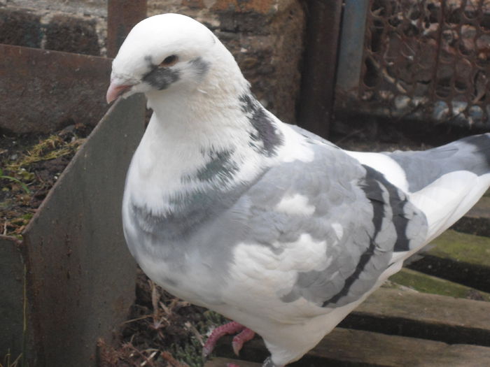 DSC07406 - 4-Poze Suplimentare AGH