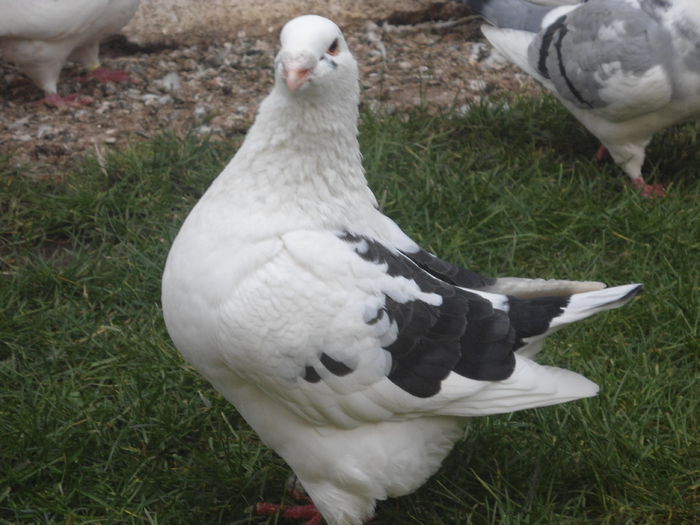 DSC07416 - 4-Poze Suplimentare AGH