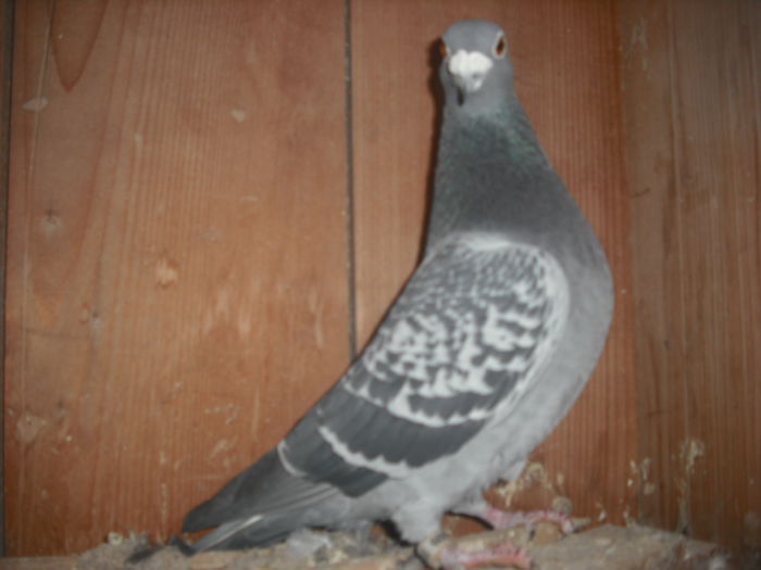 DSCF0099 - VOIAJORI