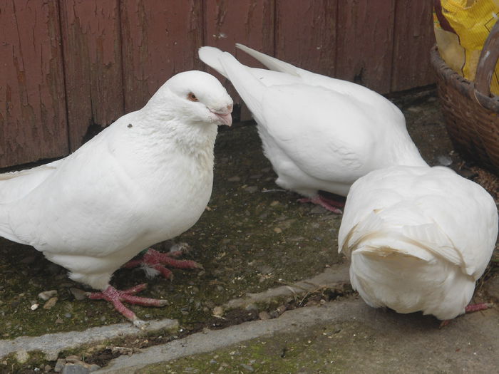 DSC07429 - 4-Poze Suplimentare AGH