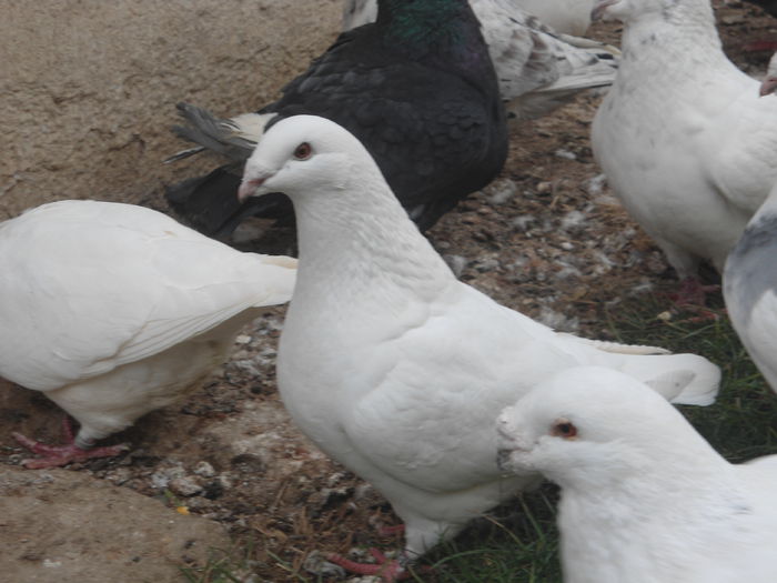 DSC07430 - 4-Poze Suplimentare AGH