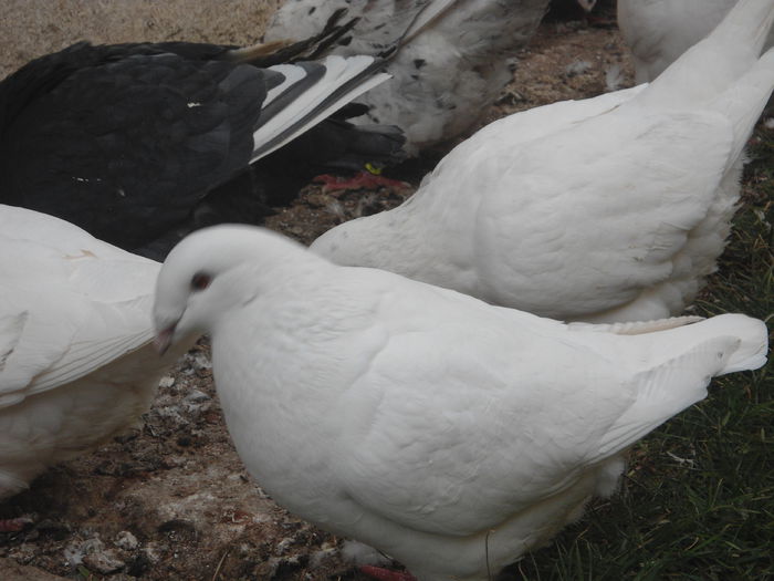 DSC07431 - 4-Poze Suplimentare AGH