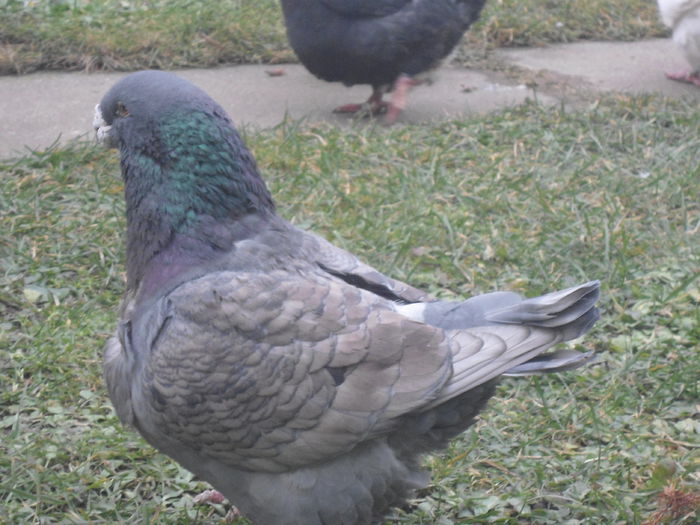 DSC07438 - 4-Poze Suplimentare AGH