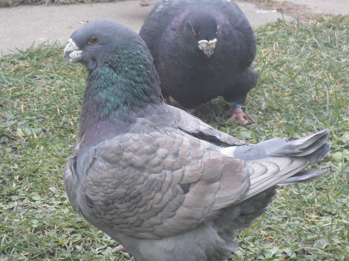 DSC07440-vandut - 4-Poze Suplimentare AGH