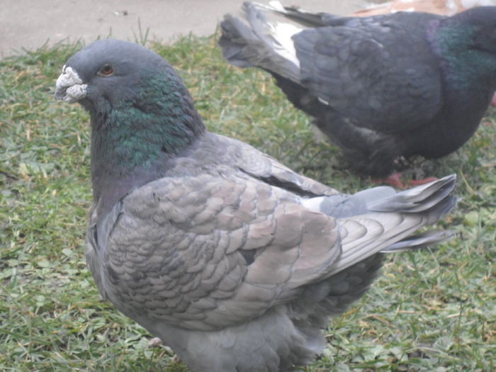 DSC07441 - 4-Poze Suplimentare AGH