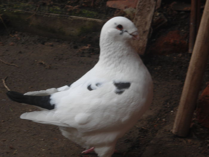 DSC07442 - 4-Poze Suplimentare AGH