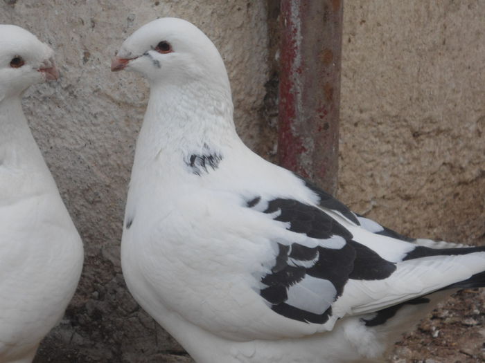 DSC07443 - 4-Poze Suplimentare AGH