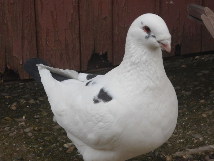 DSC07444 - 4-Poze Suplimentare AGH