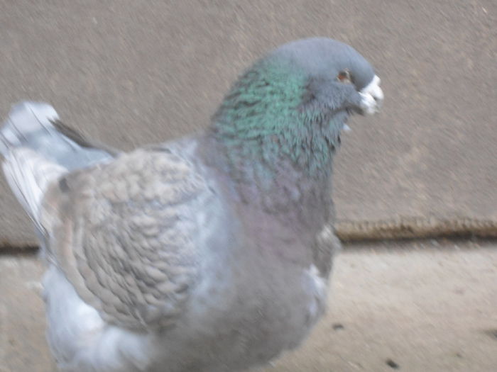 DSC07446-vandut - 4-Poze Suplimentare AGH