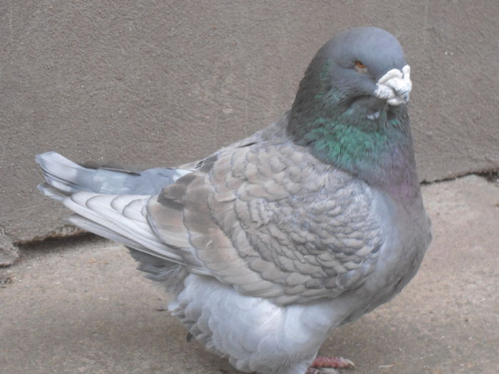 DSC07450 - 4-Poze Suplimentare AGH