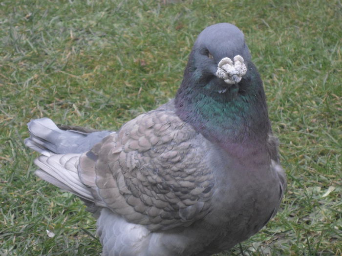 DSC07452 - 4-Poze Suplimentare AGH