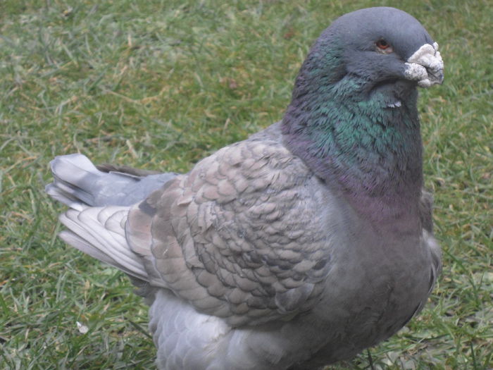 DSC07453 - 4-Poze Suplimentare AGH