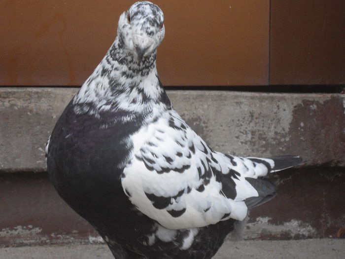 DSC07458 - 4-Poze Suplimentare AGH