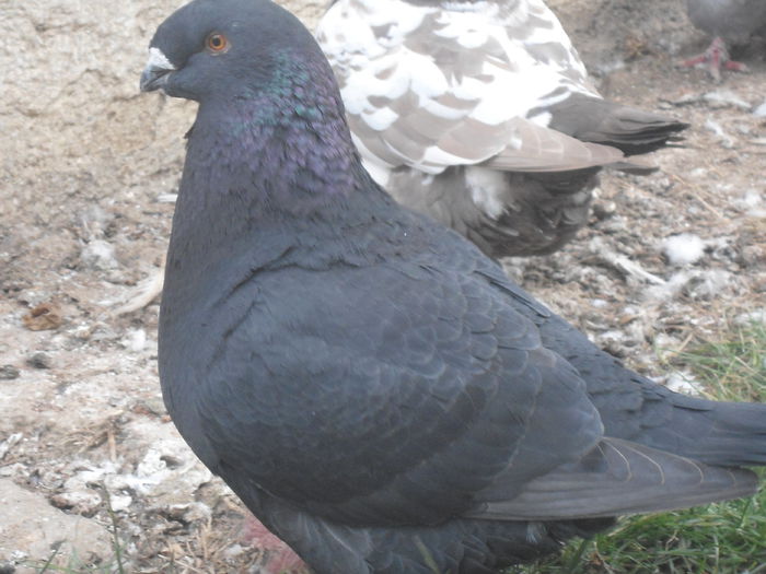 DSC07468 - 4-Poze Suplimentare AGH