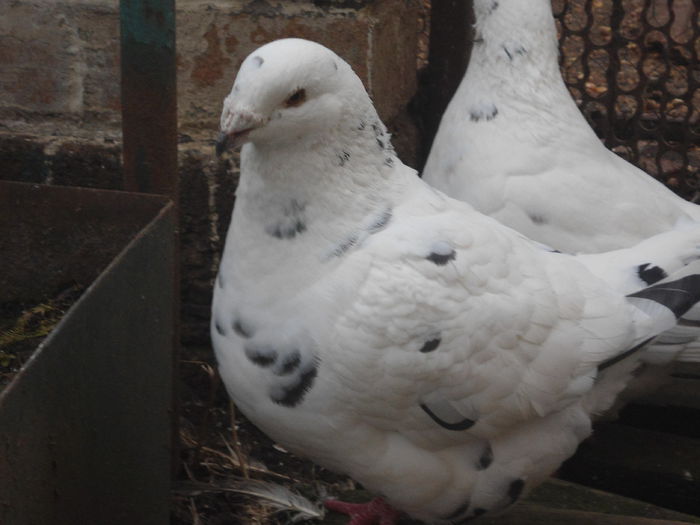 DSC07489 - 4-Poze Suplimentare AGH