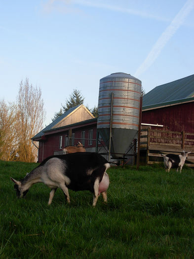 Capre frumoase dar si cu lapte se vede,,,