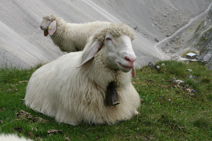 Tiroleze Bergschaf la pascut