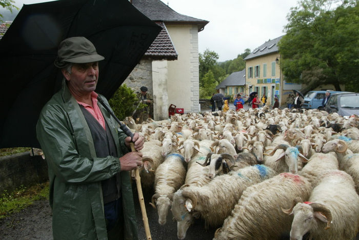 Tot intr-o provincie cu turma din Franta