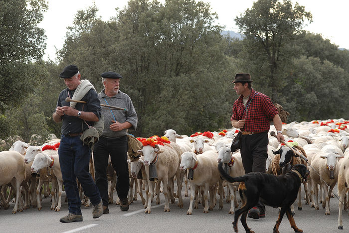 Transhumanta in provincia Languedoc ,Franta