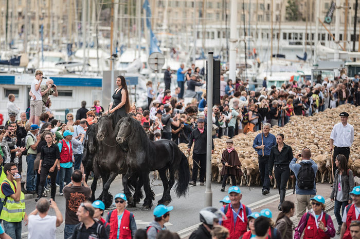 Trec oile cu turma prin Marseille