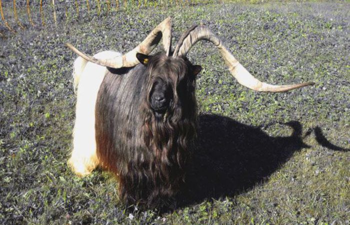 Walliserul tap cu coarne mari