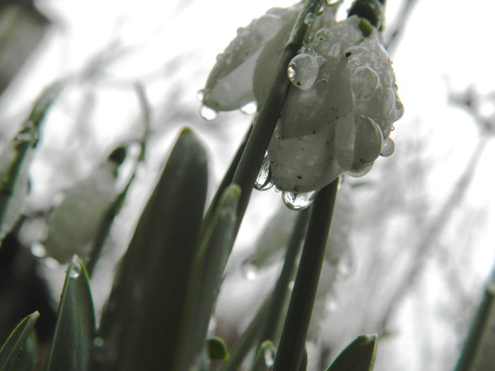 DSCN8650 - GHIOCEI_2014-2015