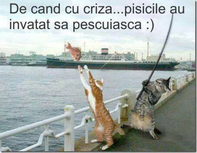 1656281_629845300460761_5932352705224894555_n - DE GUSTIBUS  ET COLORIBUS NON DISPUTANDUM