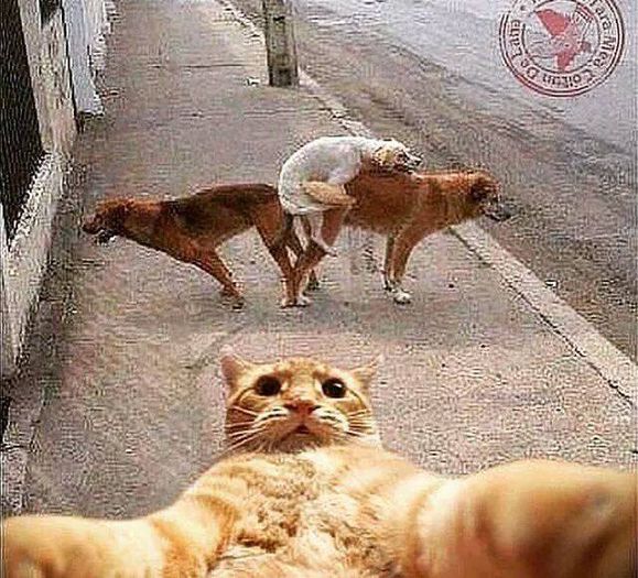 10922567_630293117082646_6434596545839634077_n - DE GUSTIBUS  ET COLORIBUS NON DISPUTANDUM