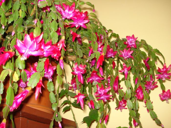 zygocactus (11) - b 2015 - in interior