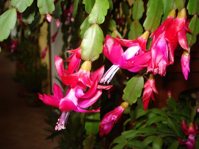 zygocactus (14) - b 2015 - in interior