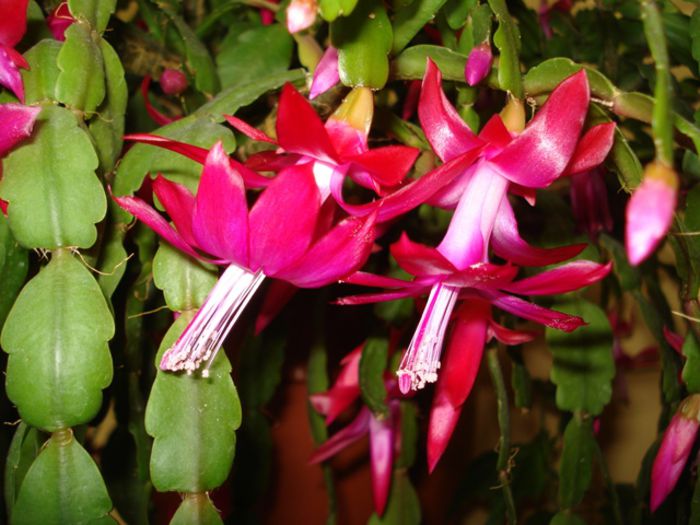 zygocactus (15) - b 2015 - in interior