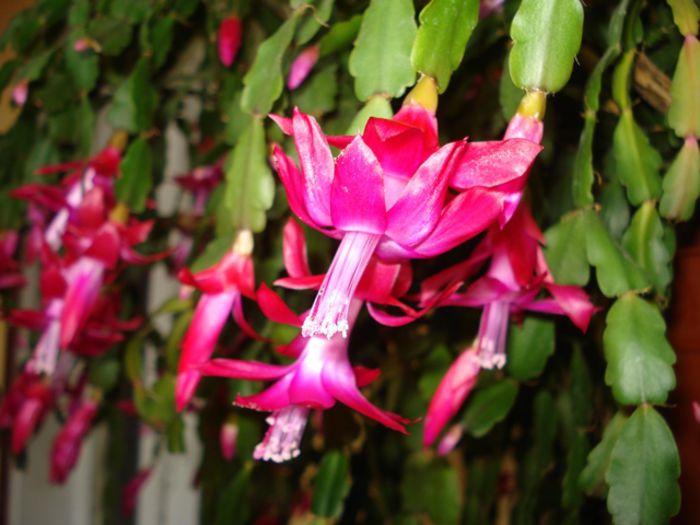 zygocactus (16) - b 2015 - in interior