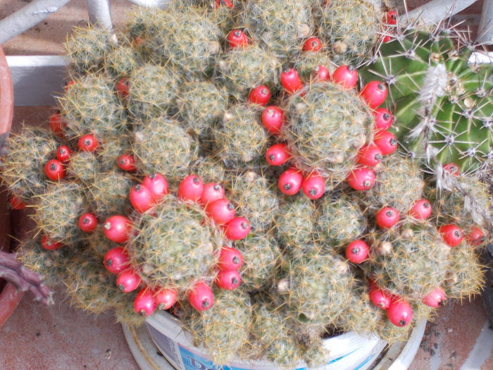 DSCN0658 - cactus 2015