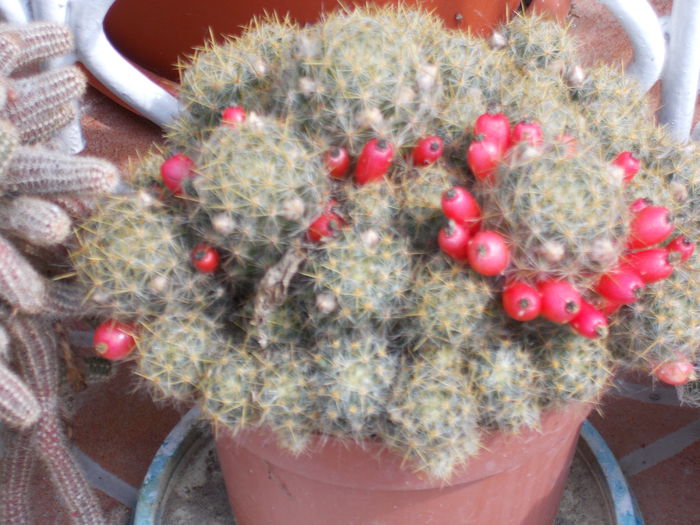 DSCN0659 - cactus 2015