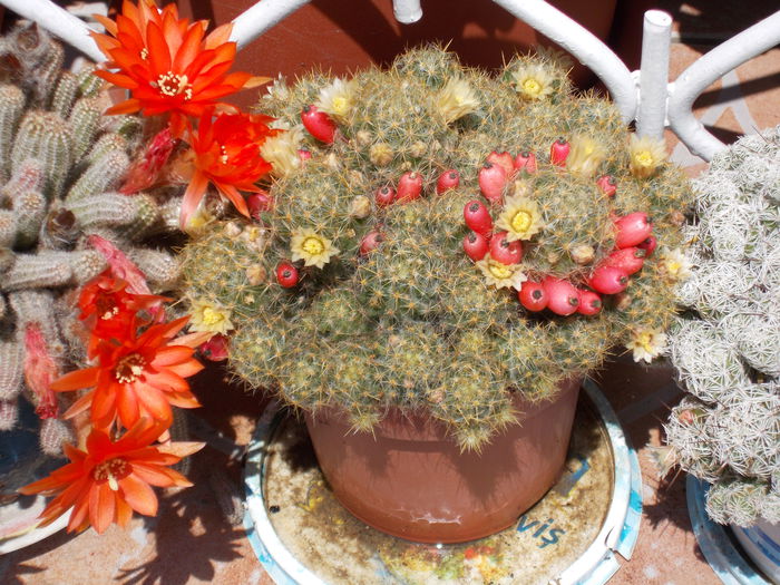 DSCN0809 - cactus 2015