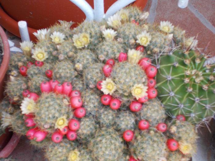 DSCN0813 - cactus 2015