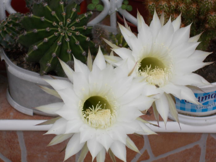 DSCN0832 - cactus 2015